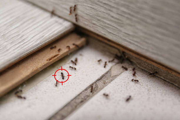 Best Residential Pest Control  in Bellview, FL