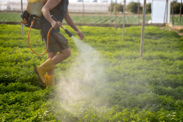 Best Exterminator Services  in Bellview, FL