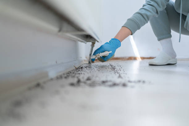 Best Pest Control Near Me  in Bellview, FL