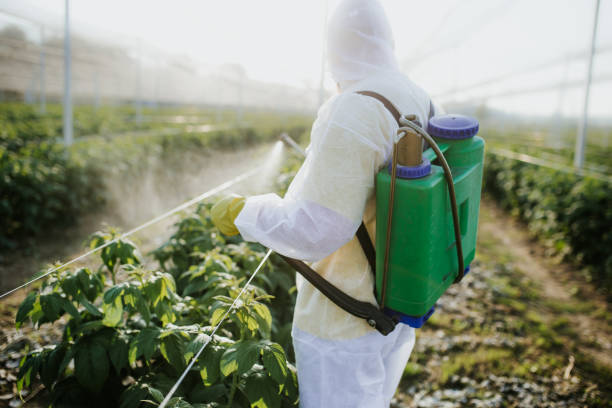 Best Wasp Removal Services  in Bellview, FL